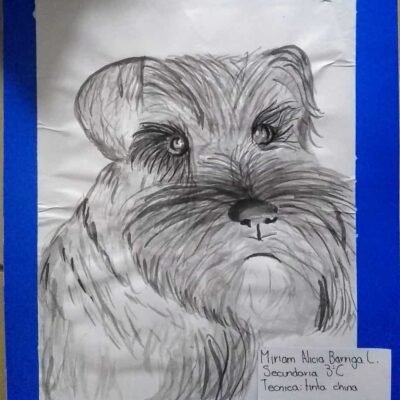 Schnauzer